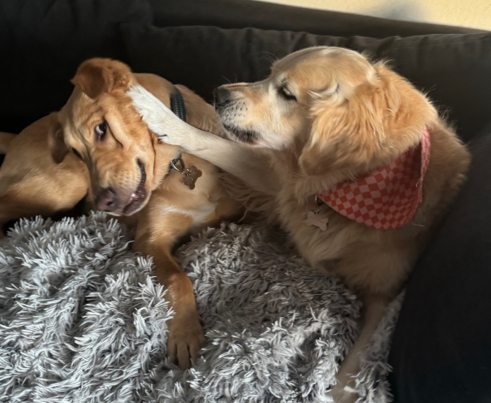 two very cute dogs