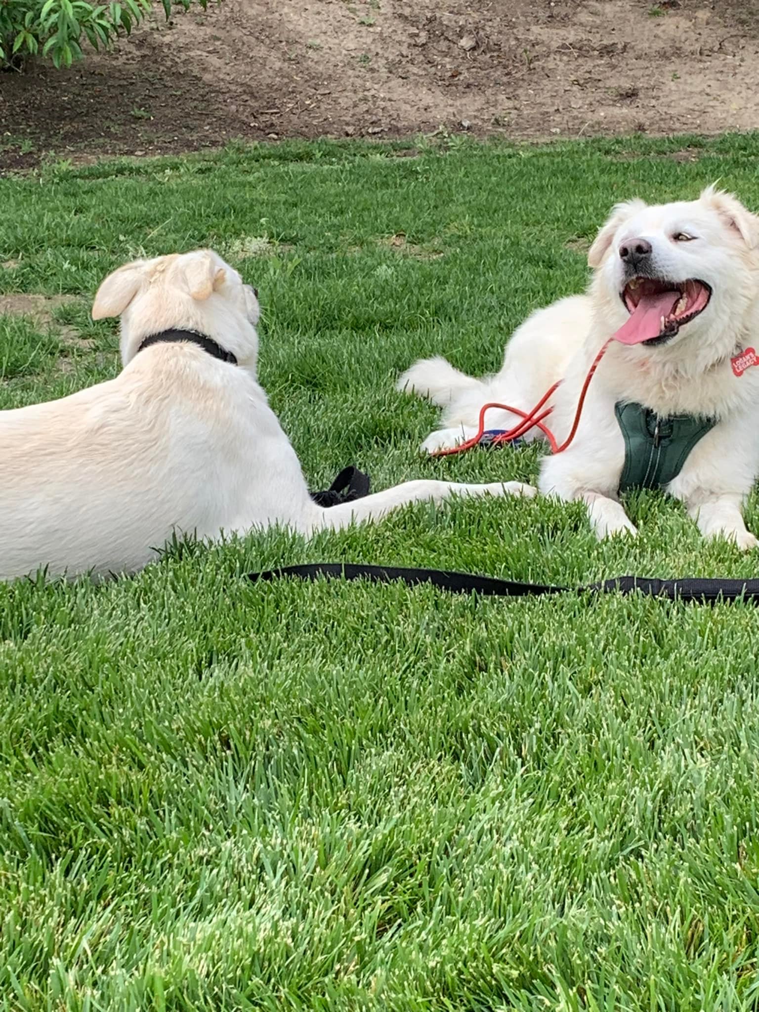 two white dogs 