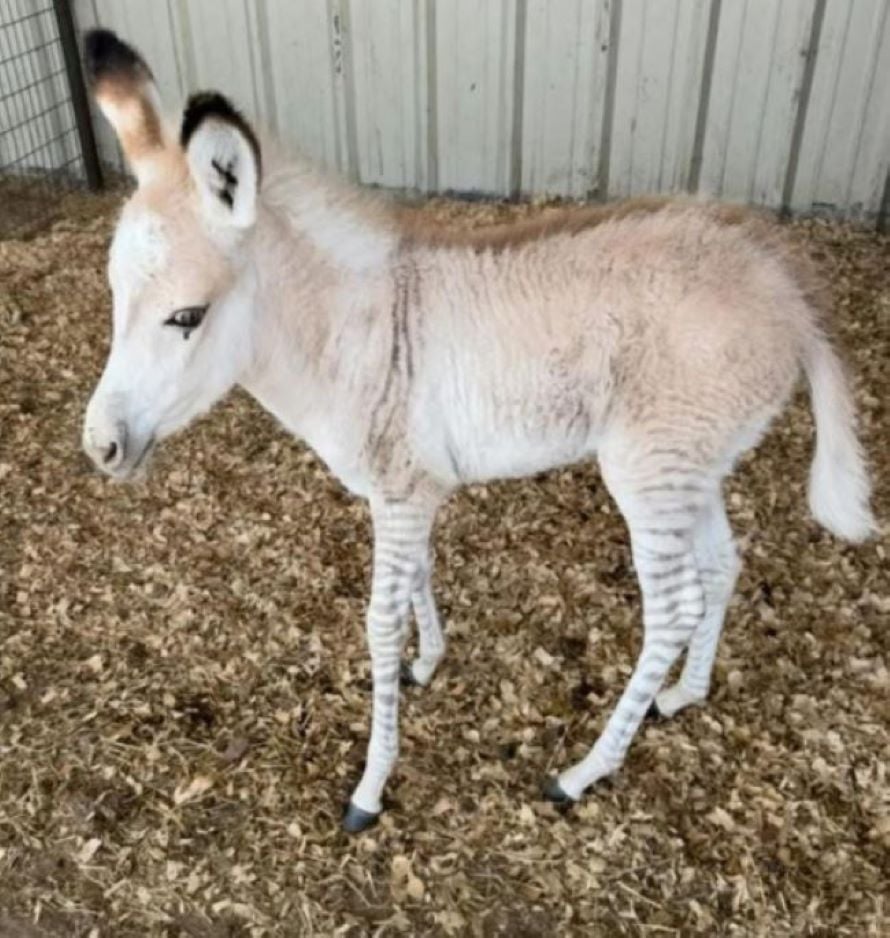 unusual animal