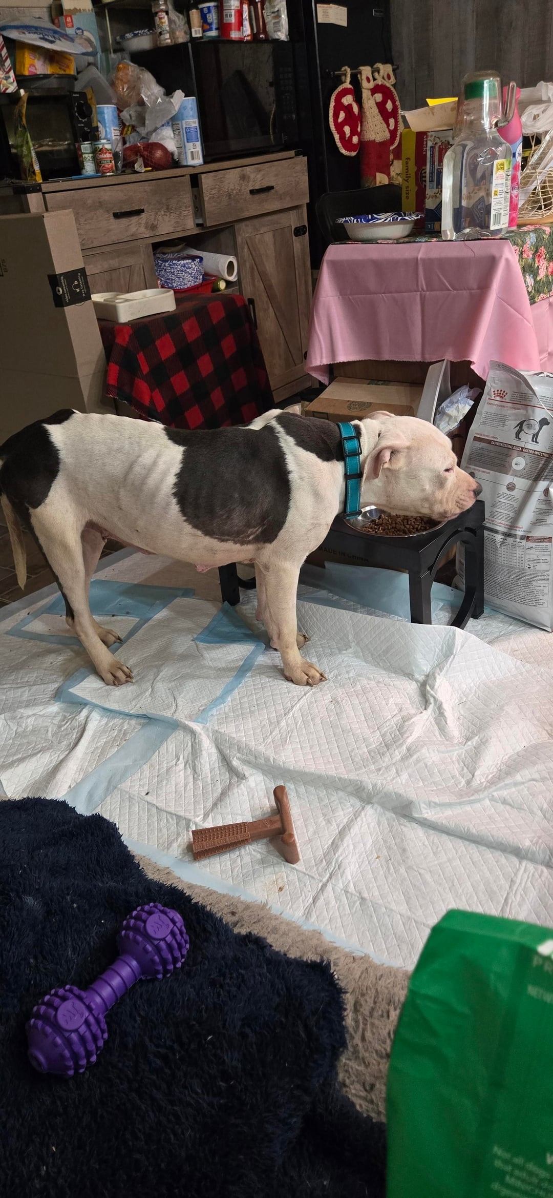 very beautiful Pitbull