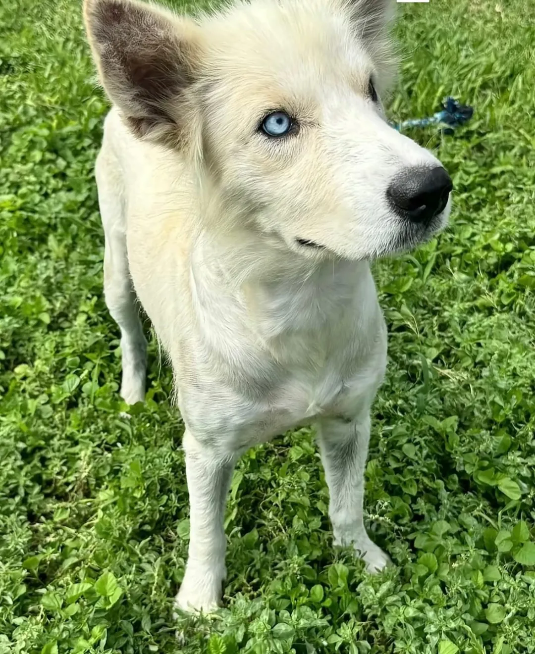very beautiful white dog