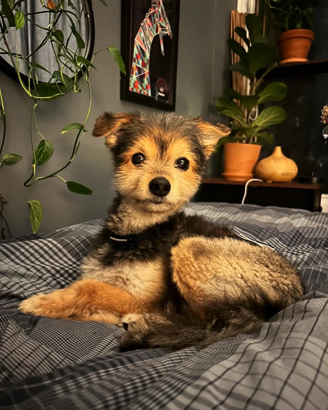 very cute dog
