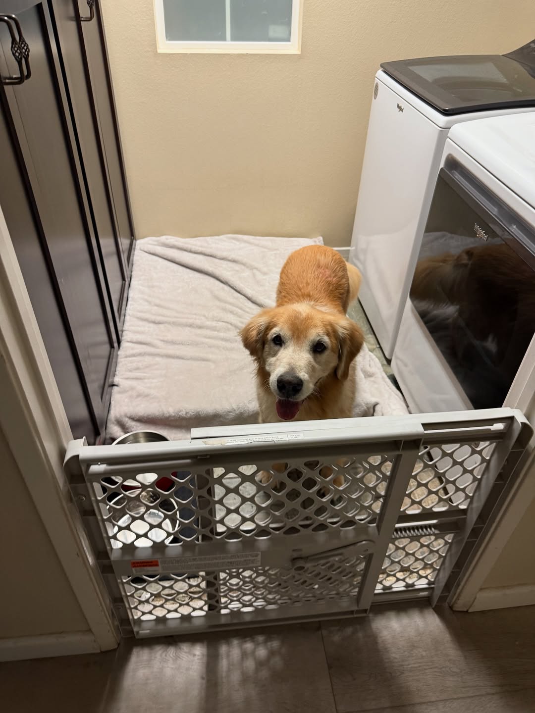 very cute dog