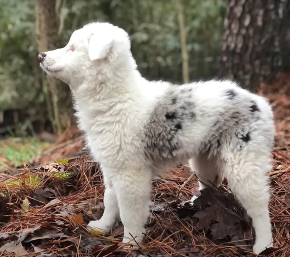 very cute fluffy dog