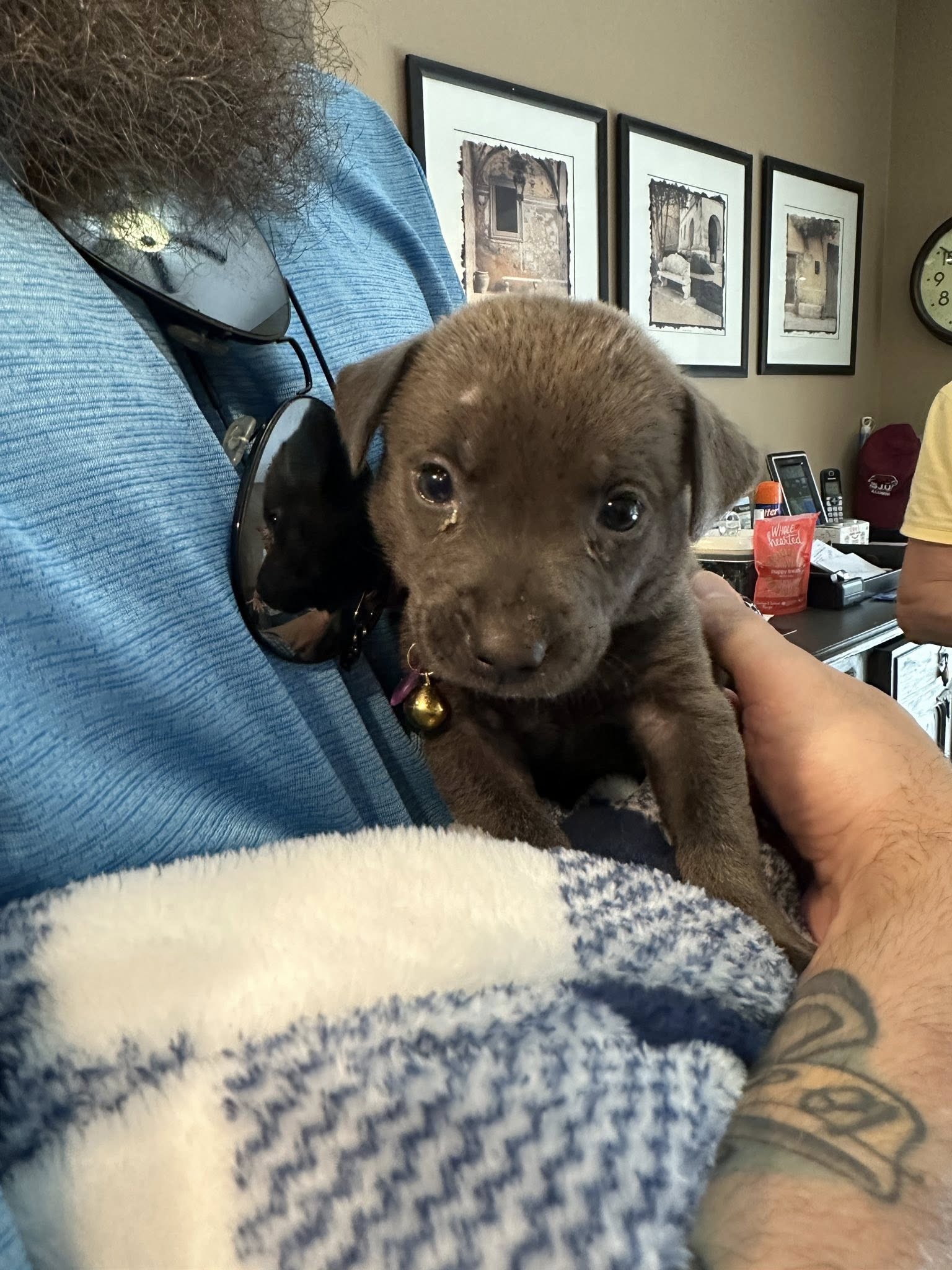 very cute gray puppy