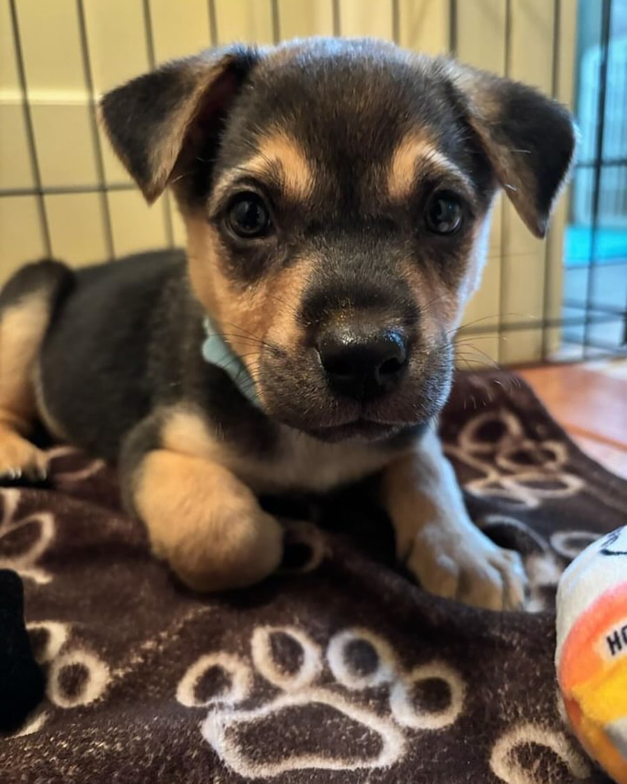 very cute puppy