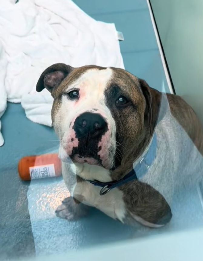very sad-looking dog