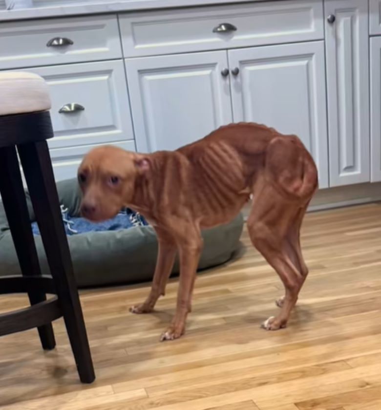 very skinny dog