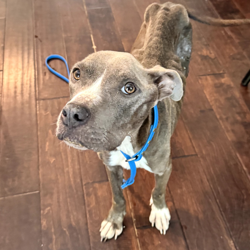 very skinny gray dog