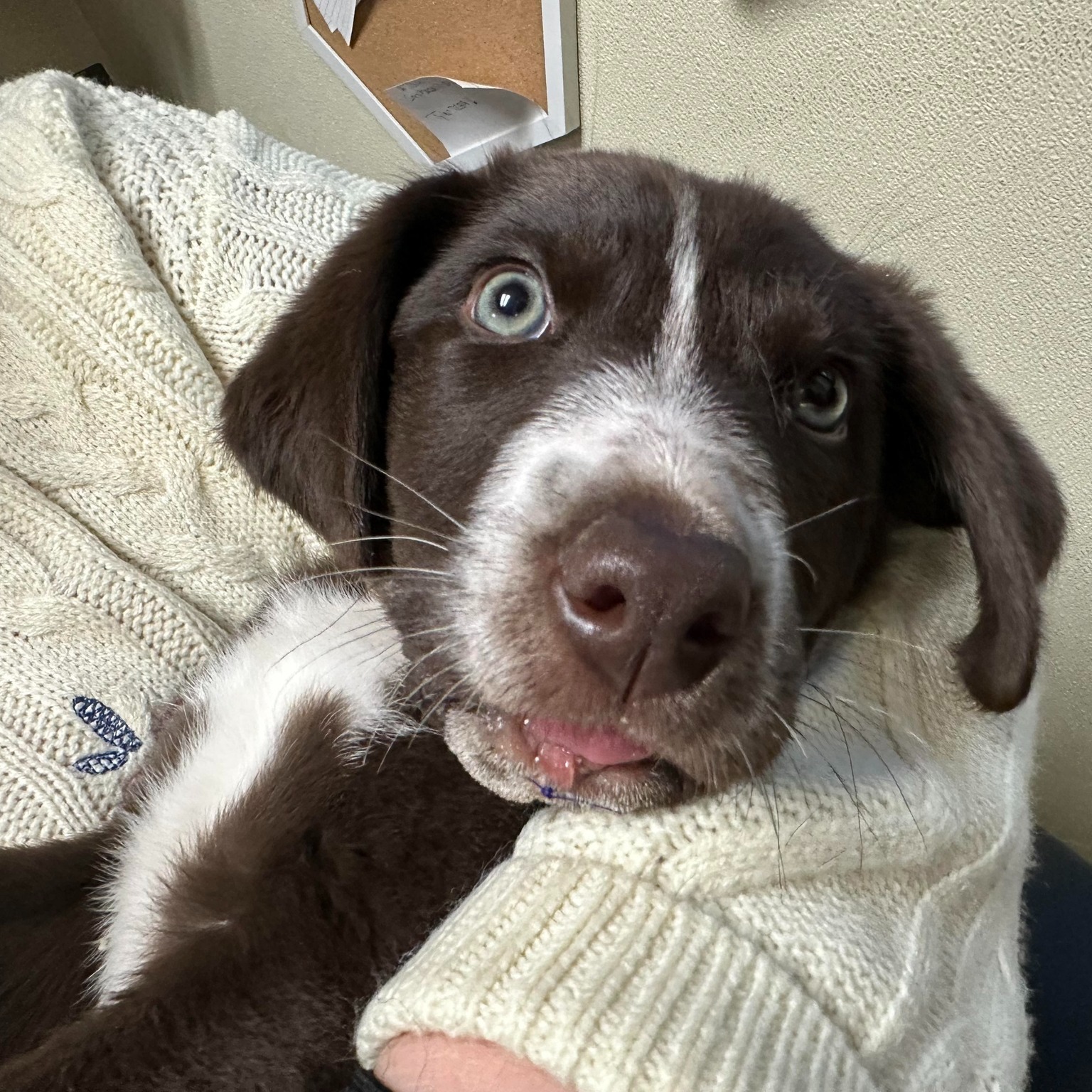 very sweet dog