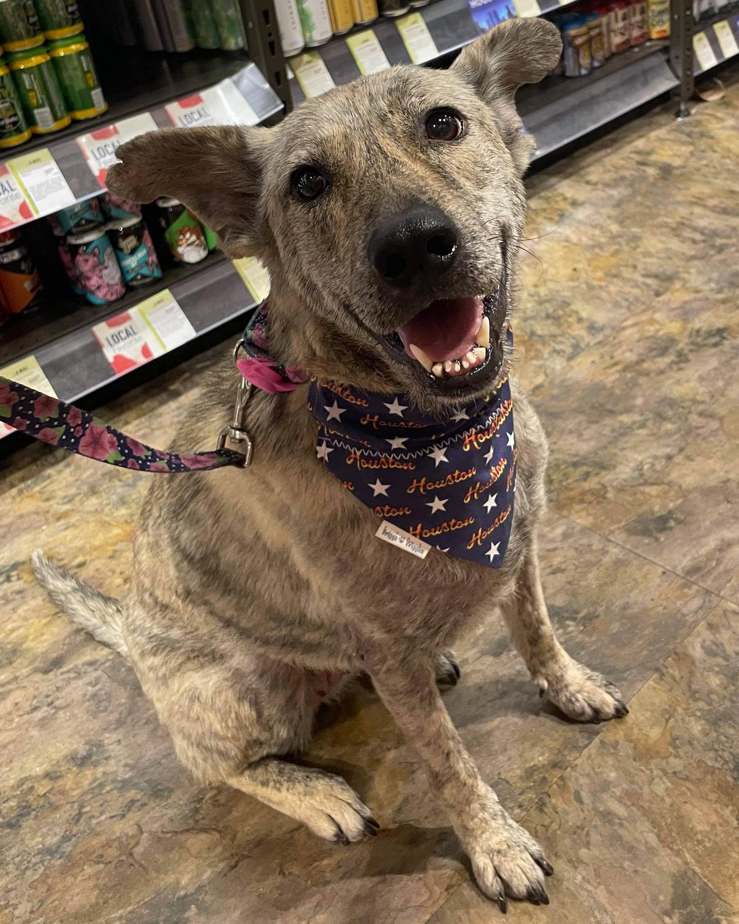 very sweet dog