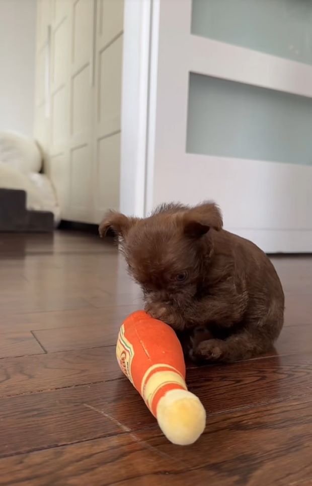 very tiny puppy
