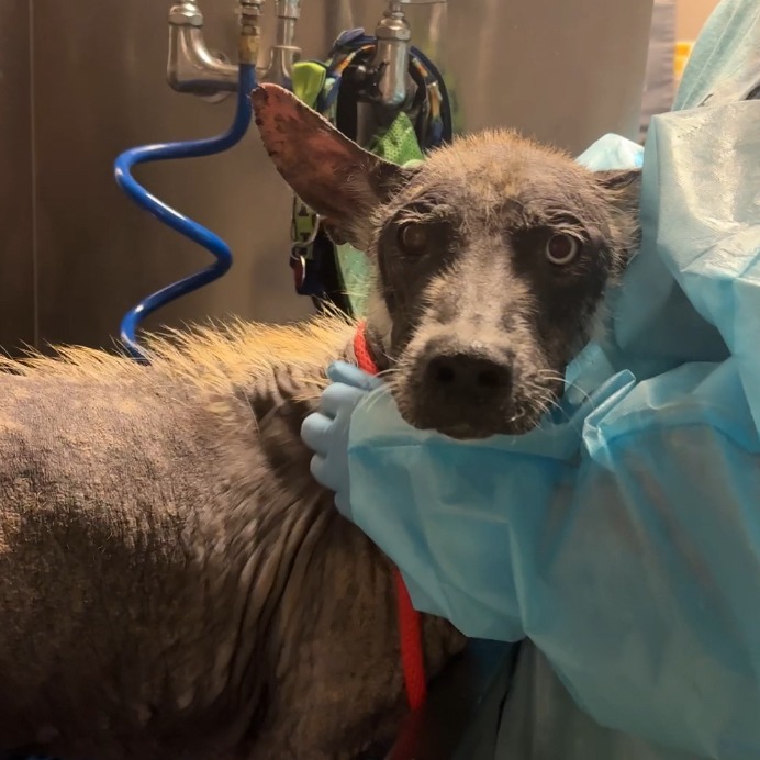 vet checking a dog