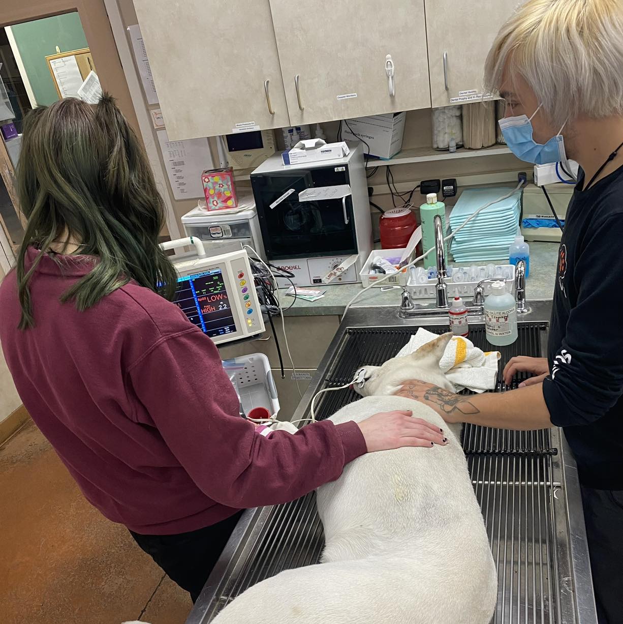 vets checking a dog