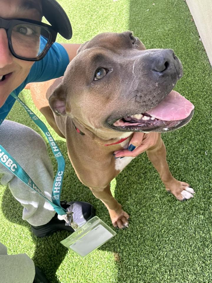 volunteer with shelter dog 