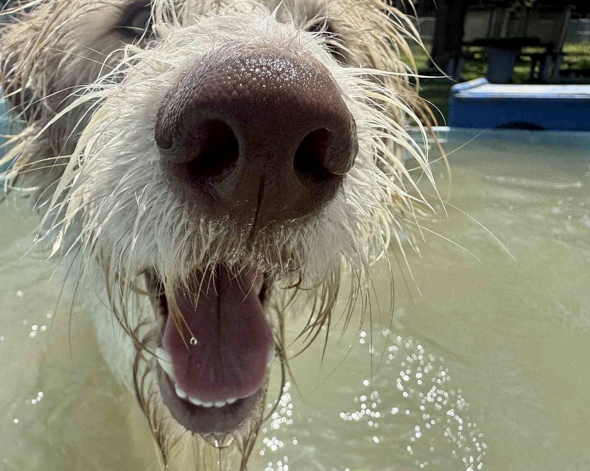 wet dog 