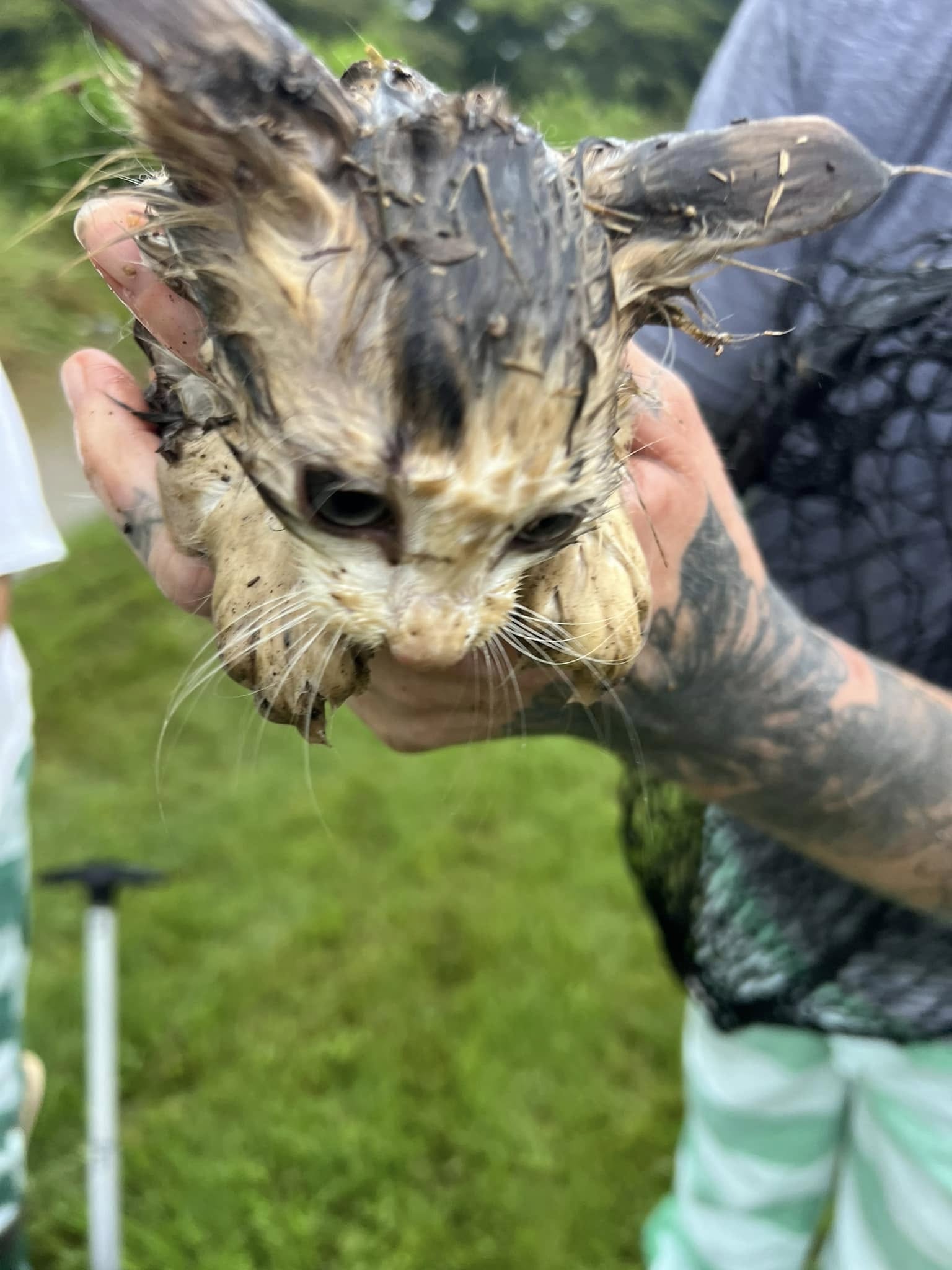 wet kitten 