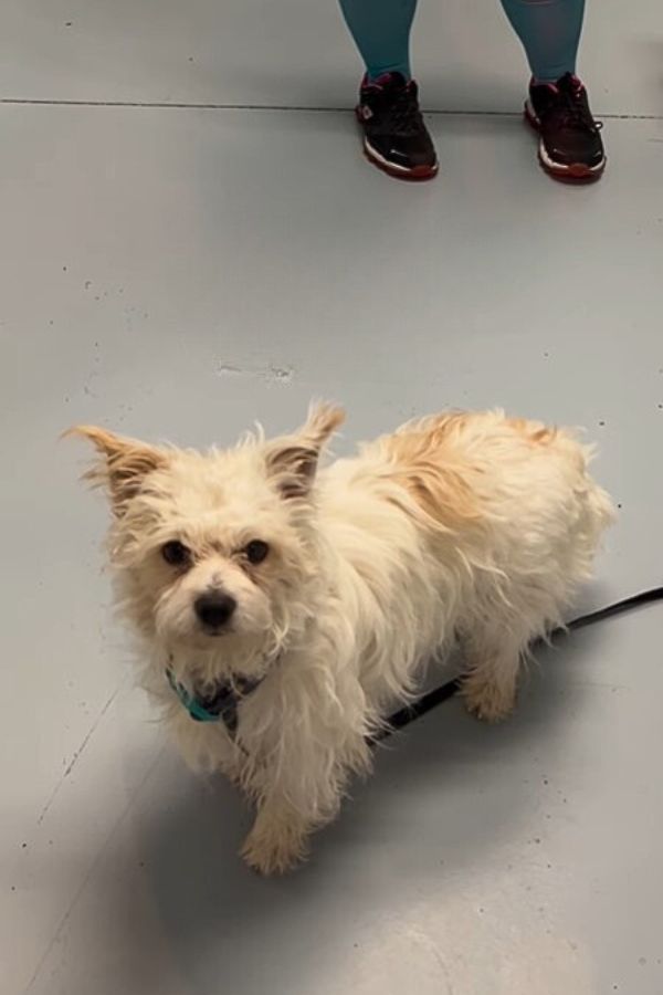 white cute dog 