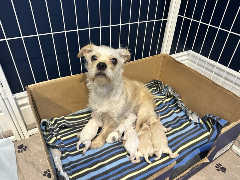 white dog feeding a puppies