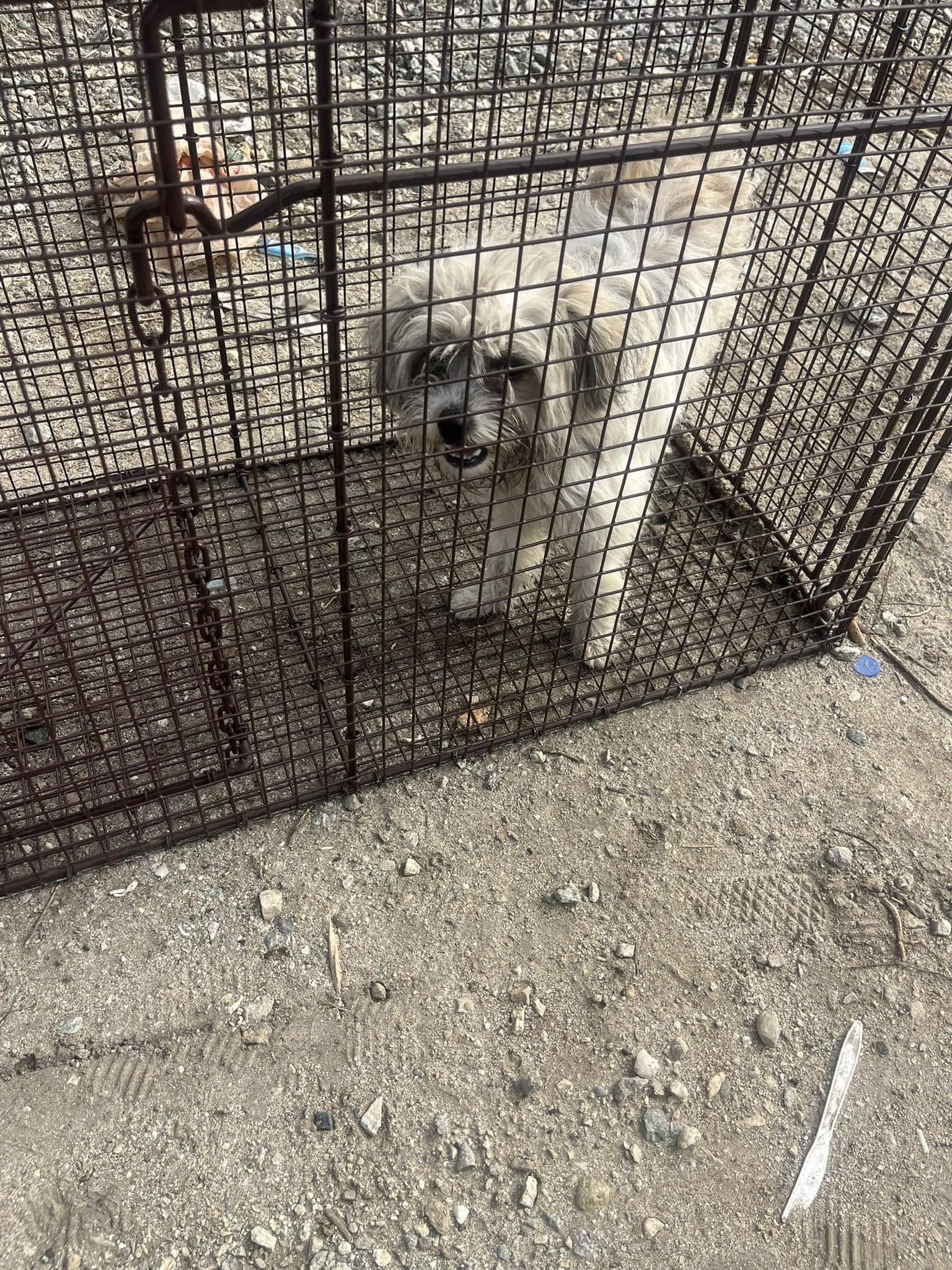 white dog in crate