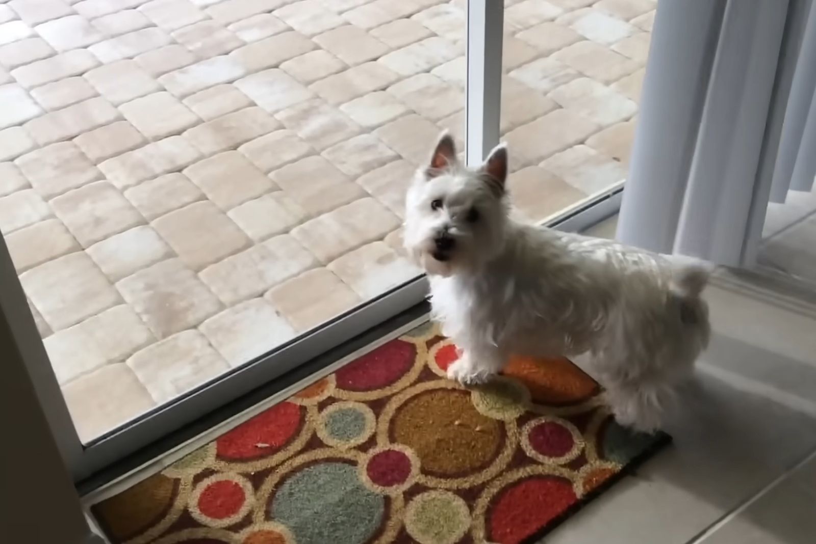 white dog in house