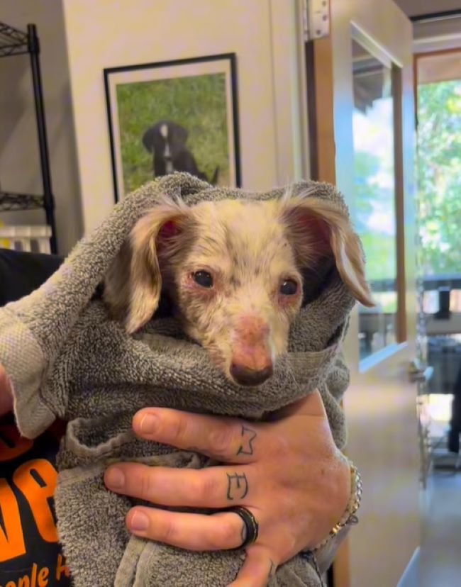 white dog in towel