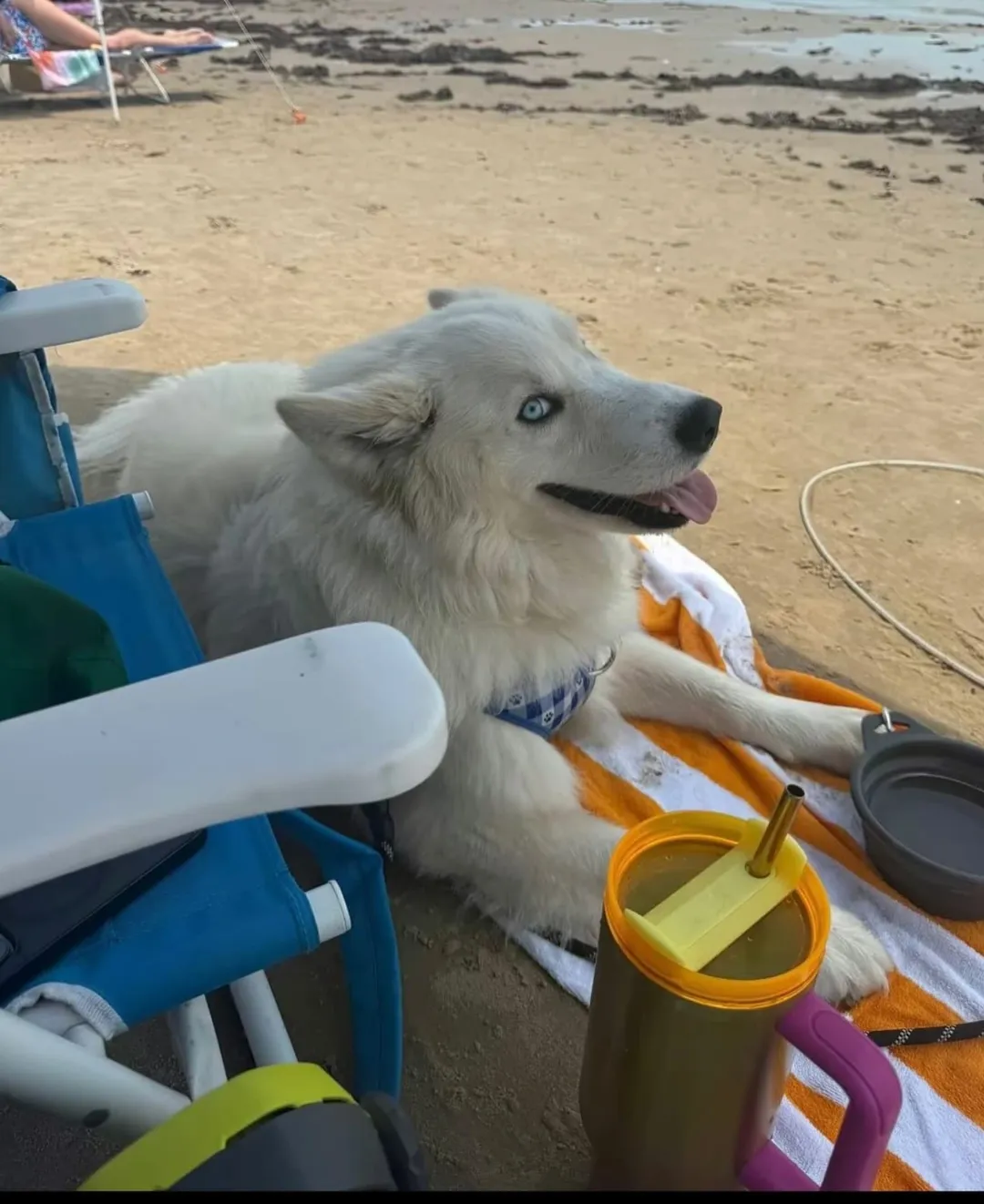 white dog laying