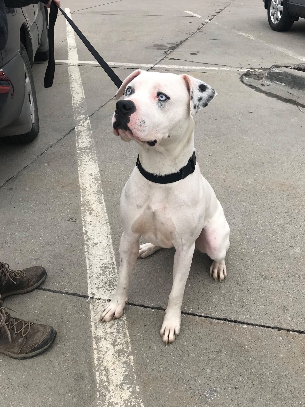 white dog on leash