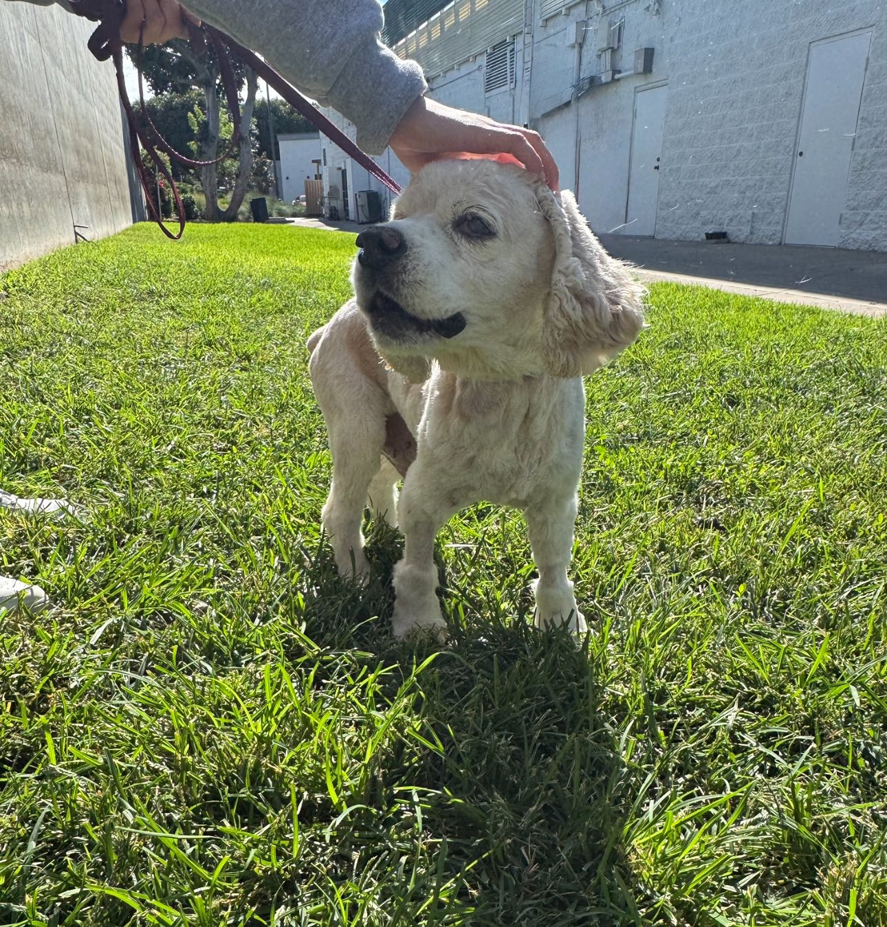 white dog on leash