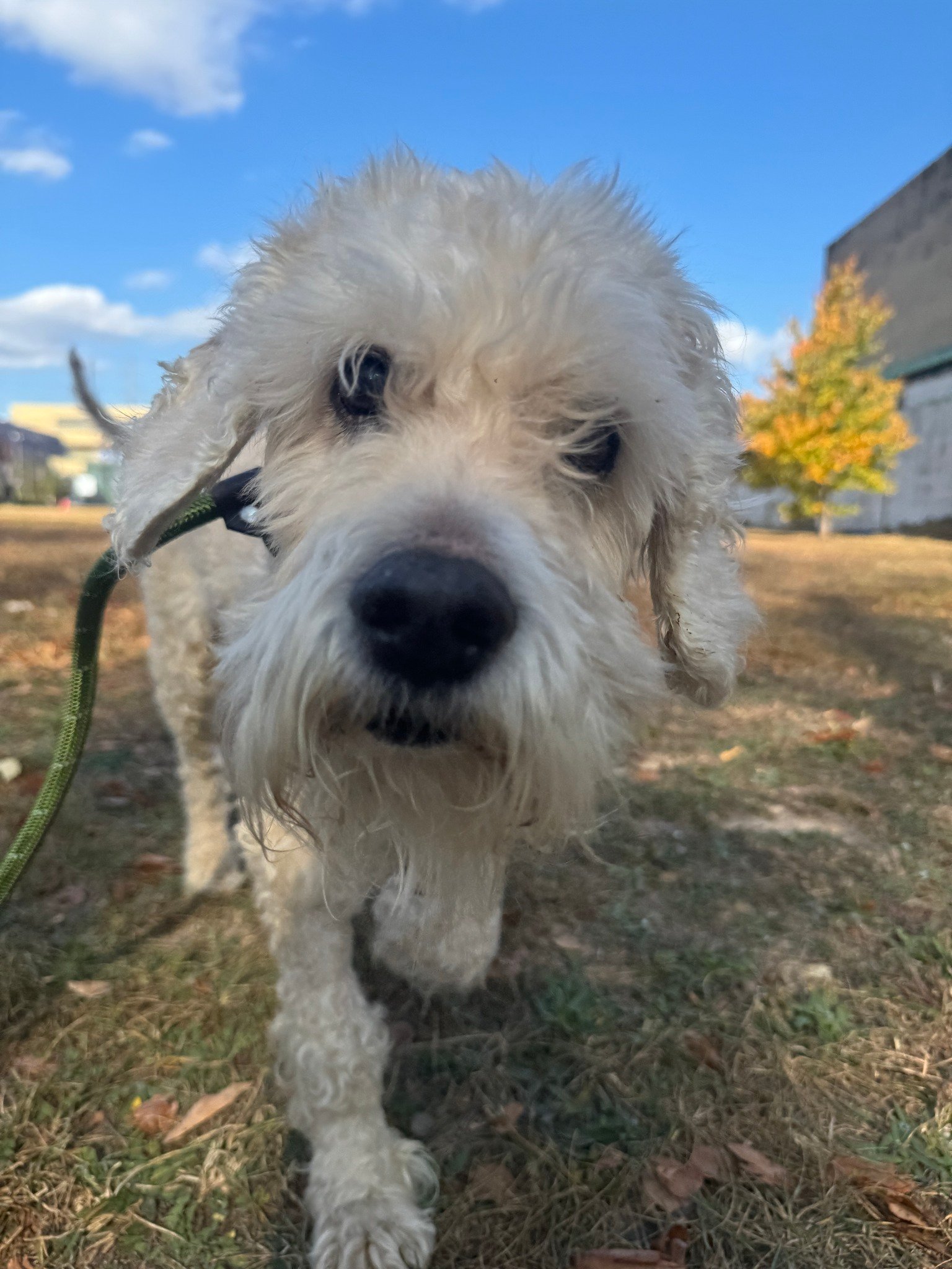 white dog on leash