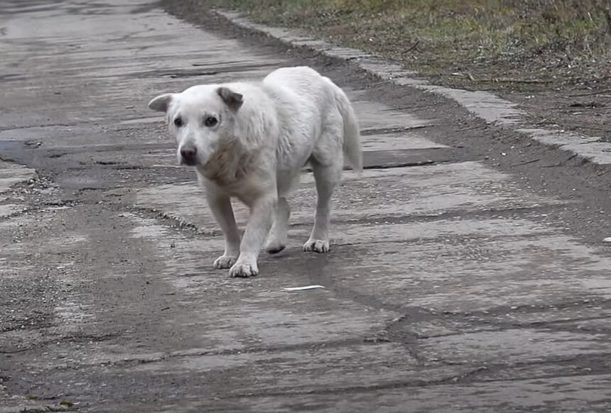white dog on road