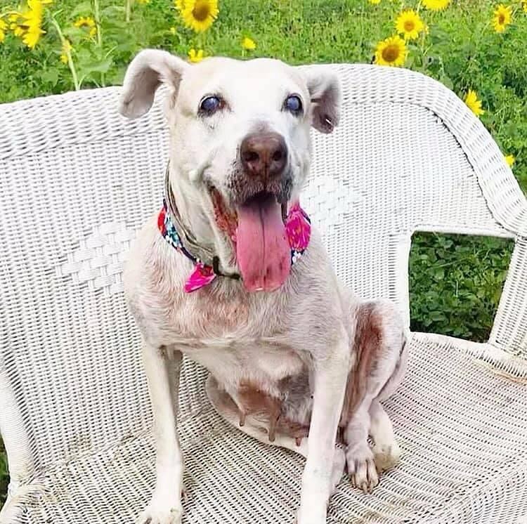 white dog sitting on chair