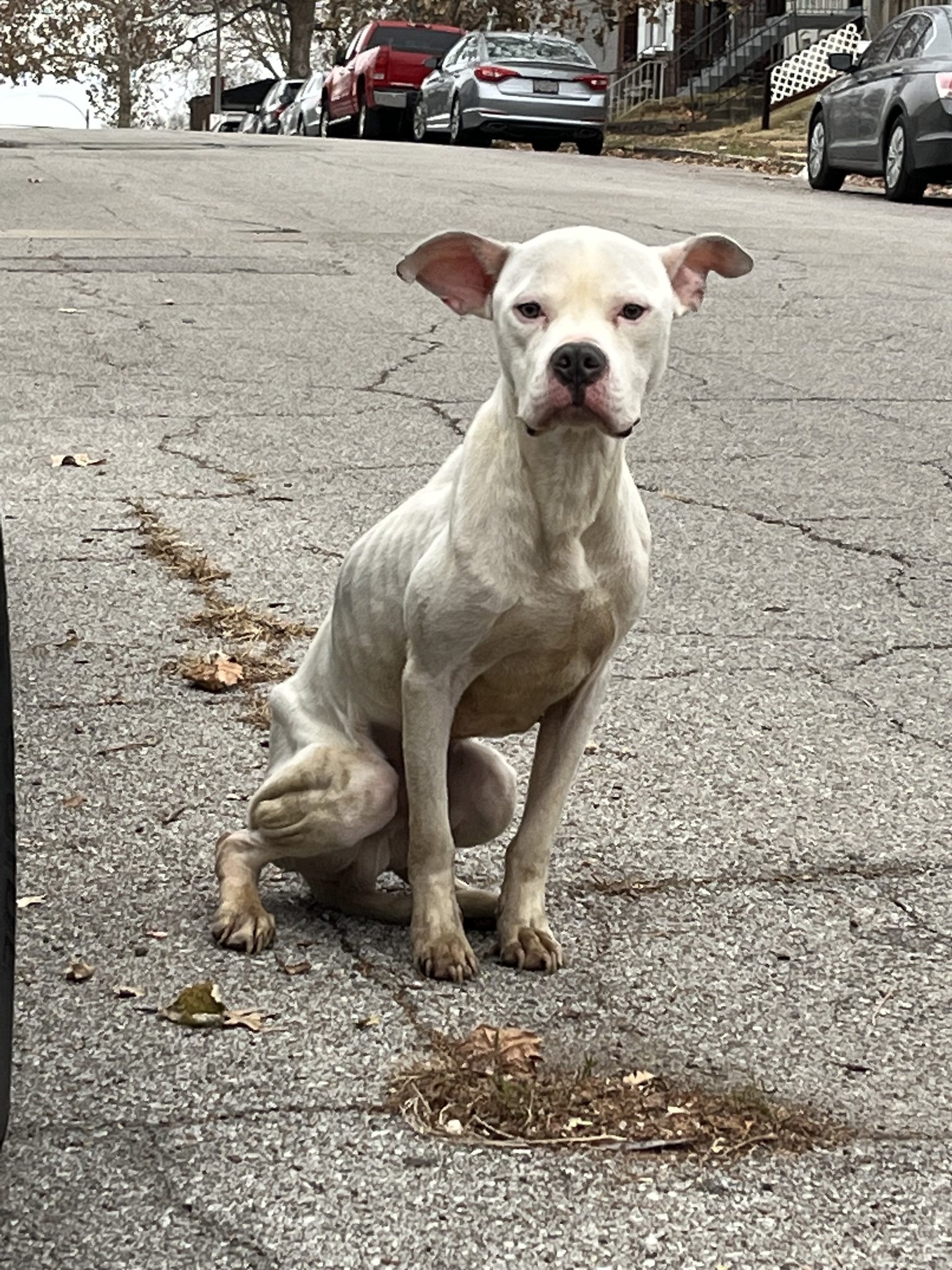 white dog sitting on road