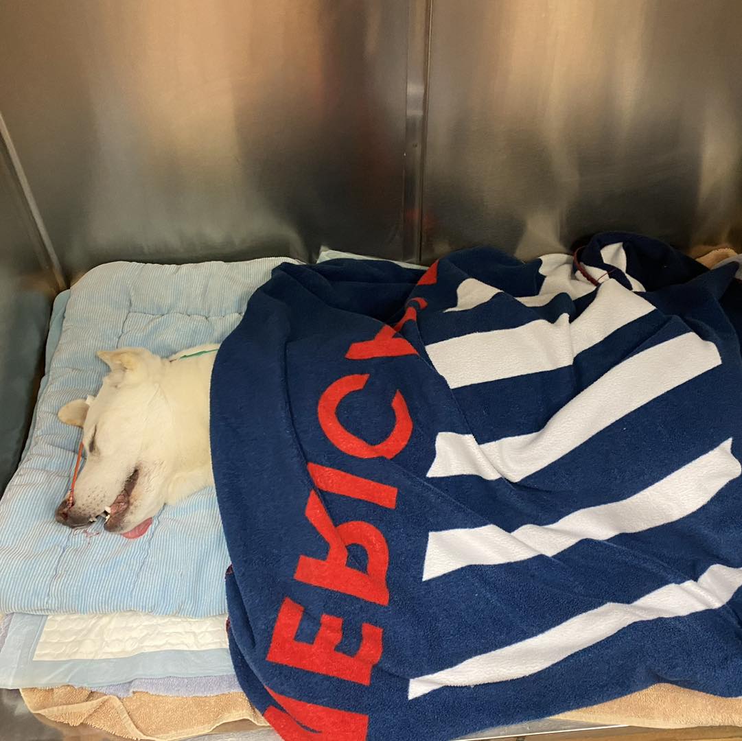 white dog sleeping