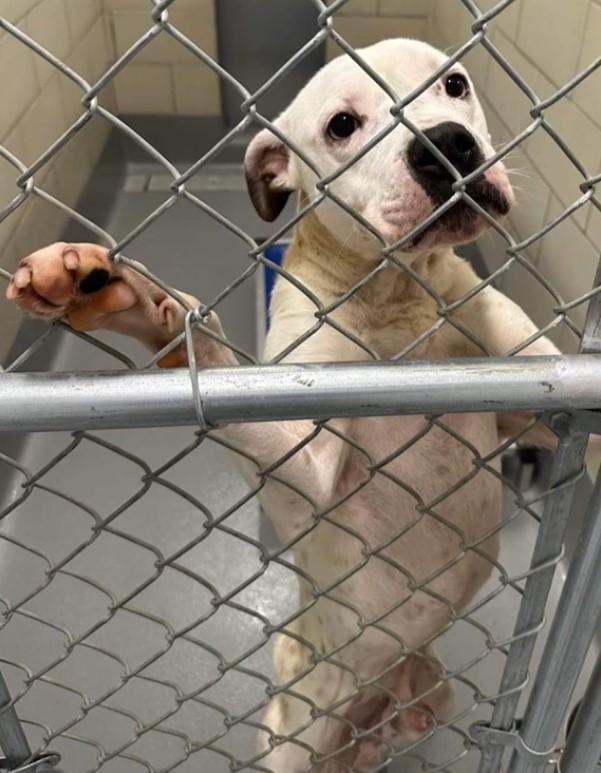 white dog standing at kennel bars