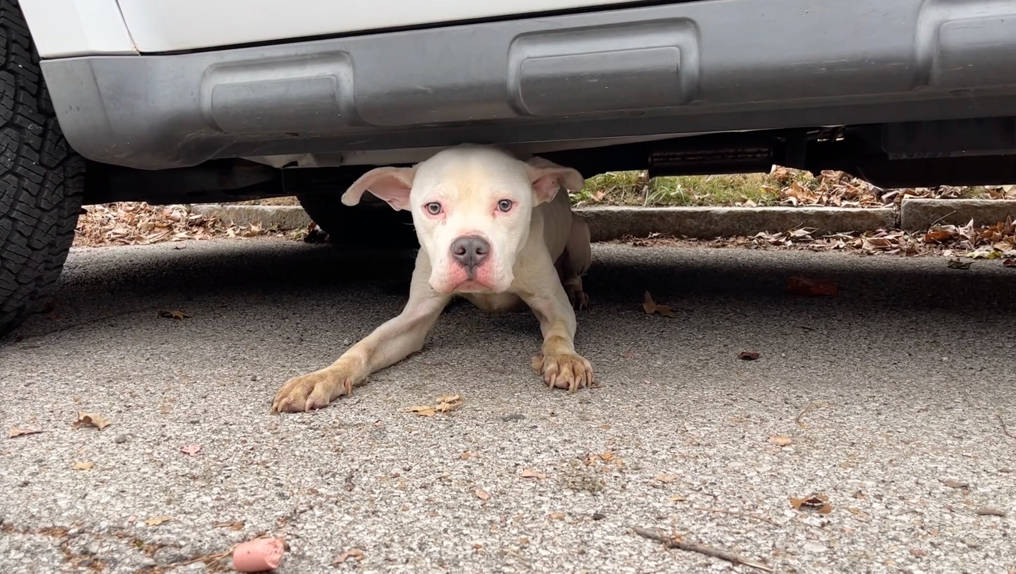 white dog under car