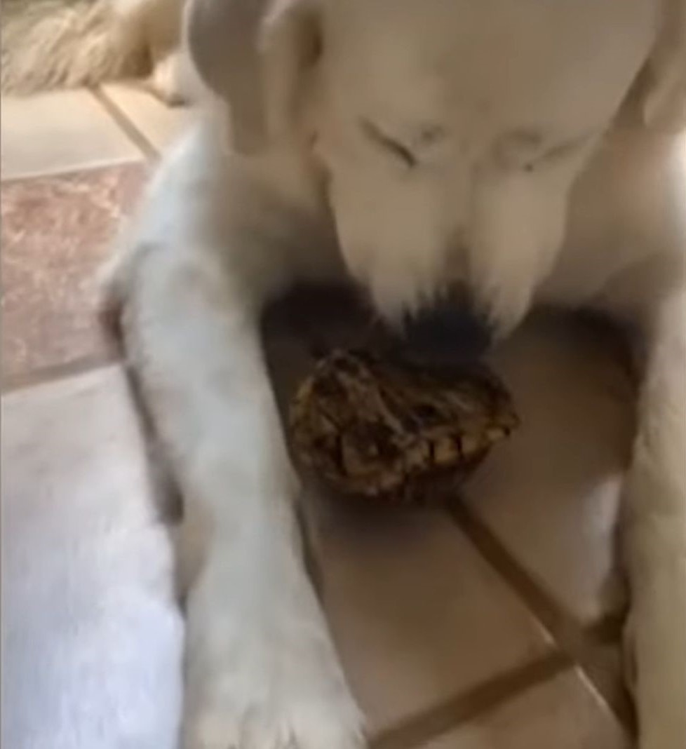 white dog with little turtle