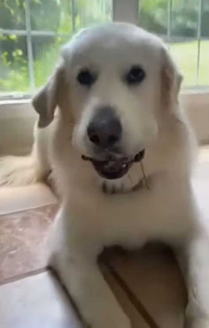 white dog with something in its mouth
