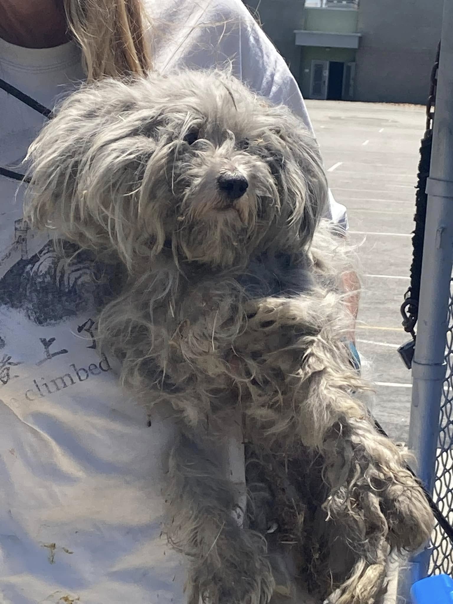 white filthy dog