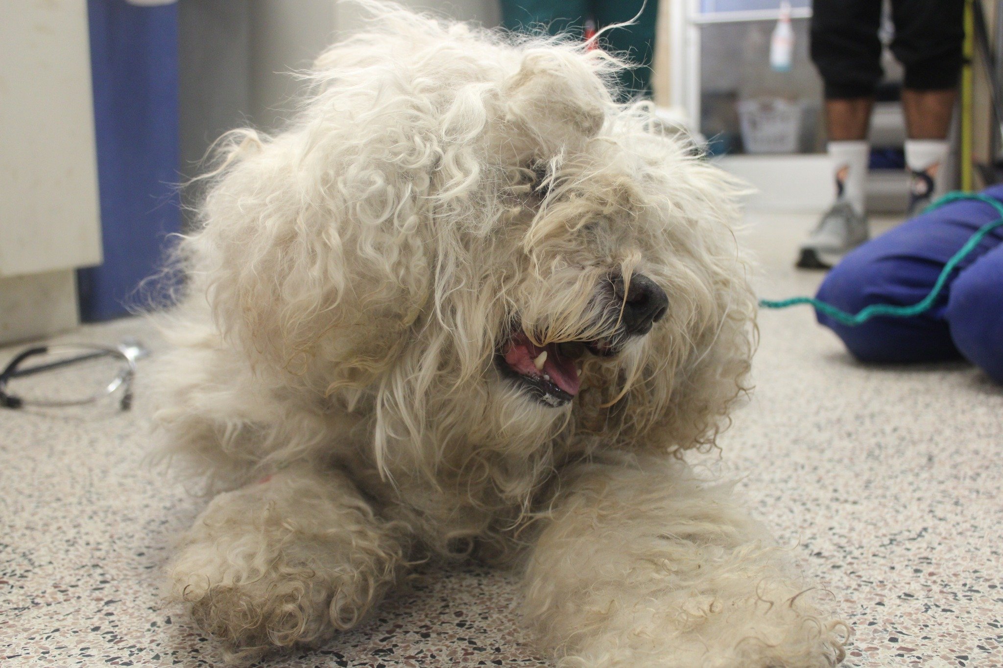 white old dog
