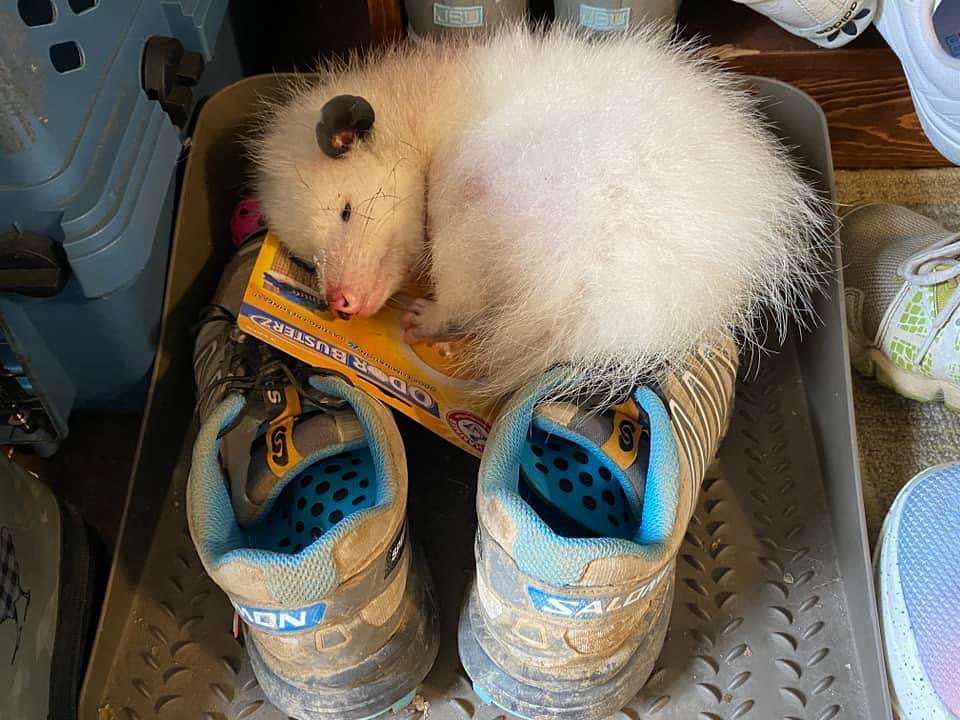 white opossum sleeping next to shoes