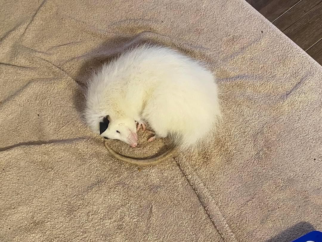 white opossum sleeping
