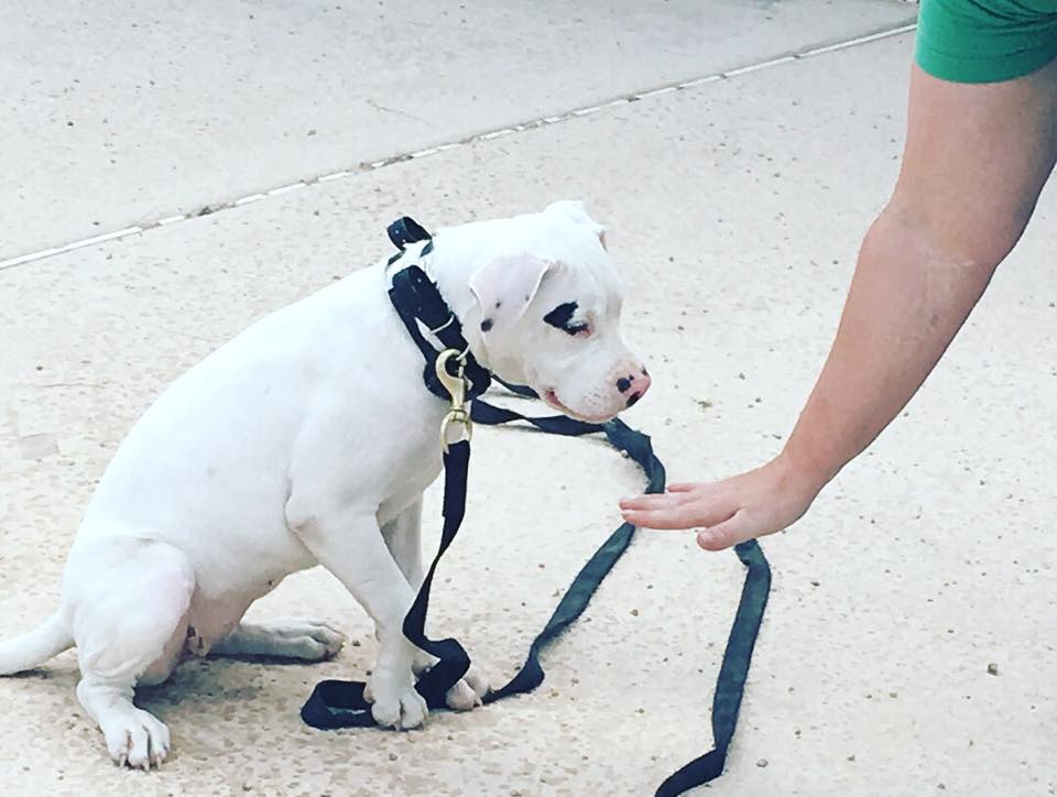 white pup on leash 
