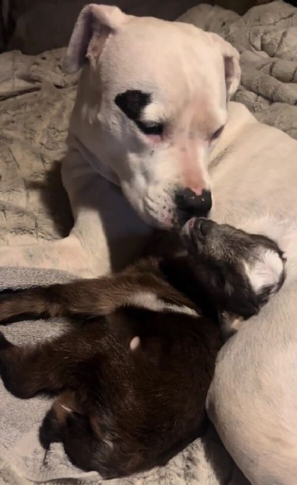 white pup with baby goat 