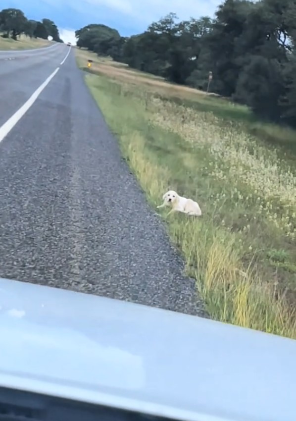 white puppy next to the road