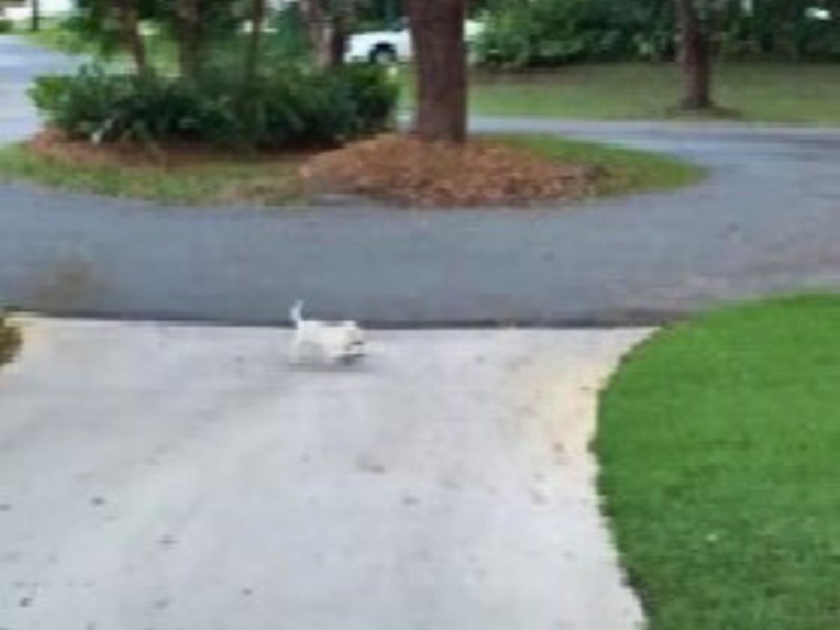 white puppy on road