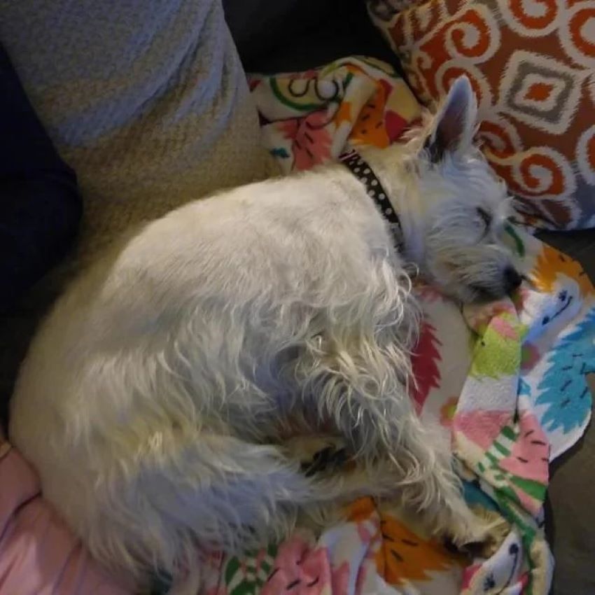 white puppy sleeping 