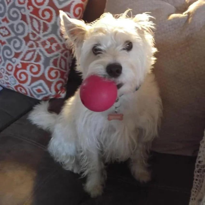 white puppy with ball in mouth 