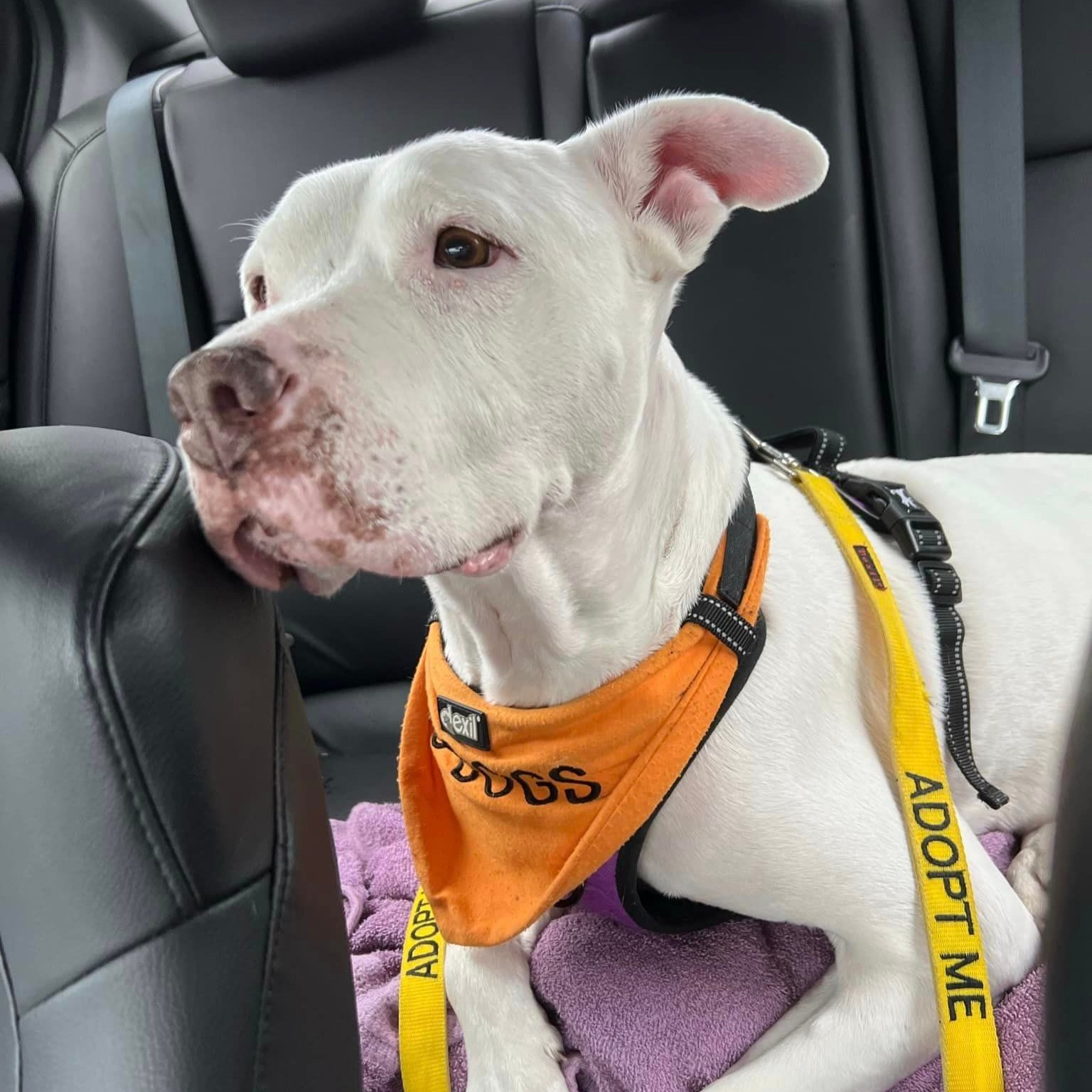 white rescue dog in a car