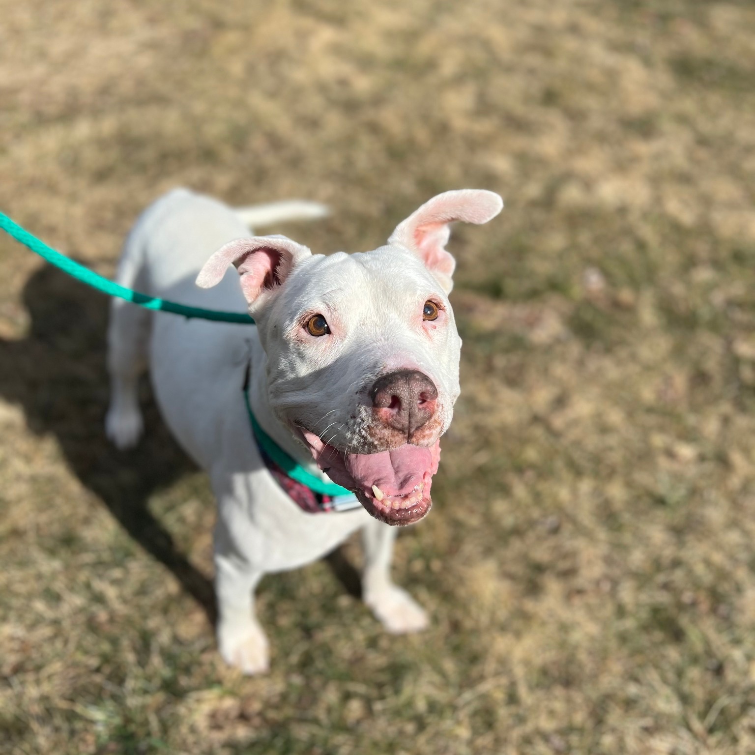 white rescue dog on a leash